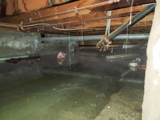 Best Basement water damage restoration  in , DC